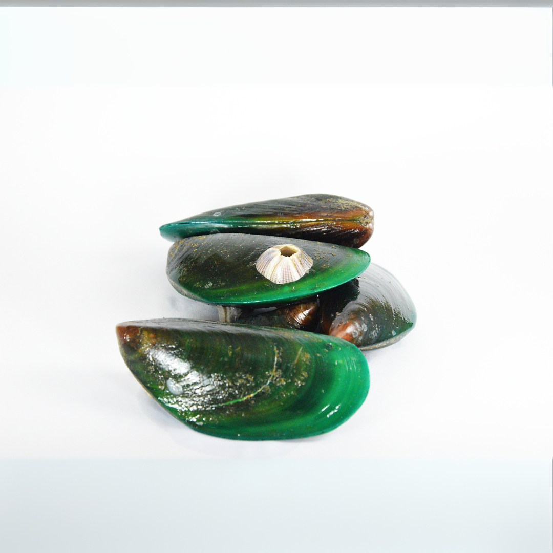 Whole Green Mussels (With Shell)