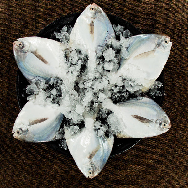 Silver Pomfret (Medium Size) | Vaval