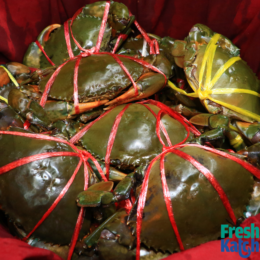 Mud Crab ( >800 gms)