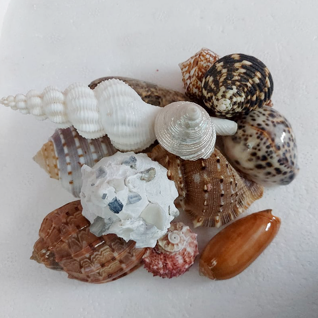 Unique Seashell Collection