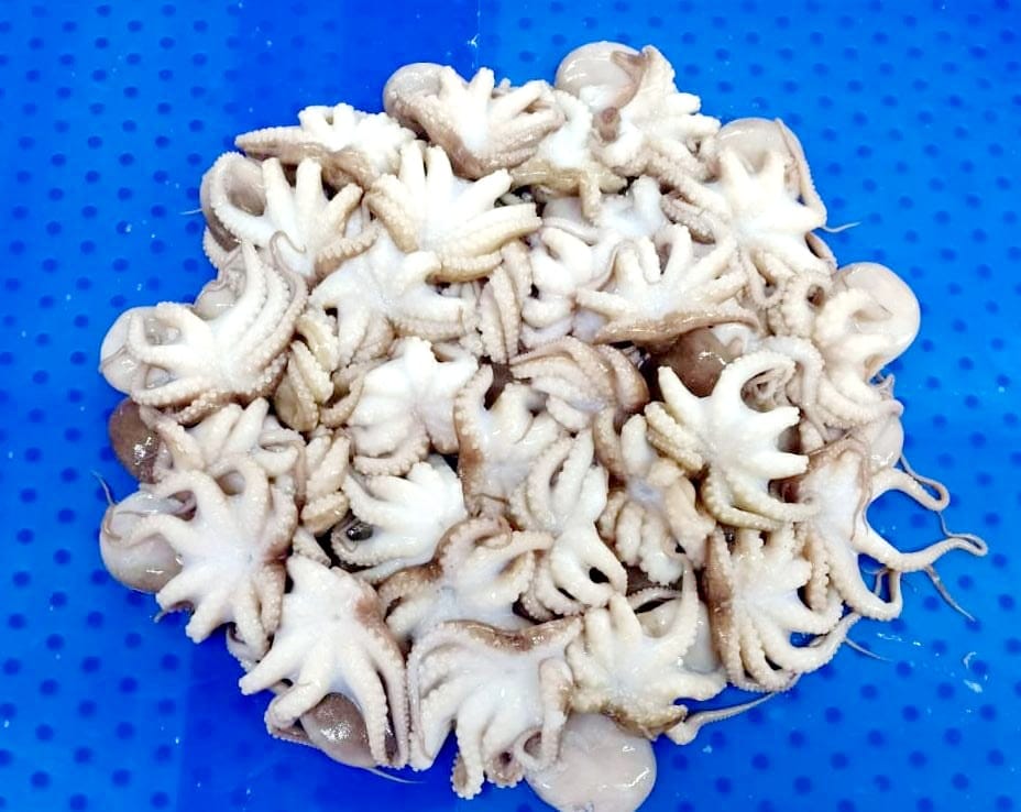 Baby octopus | Kanavai