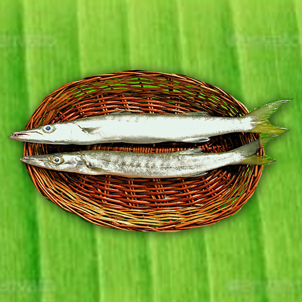 Yellow Tailed Barracuda | Thadiyan