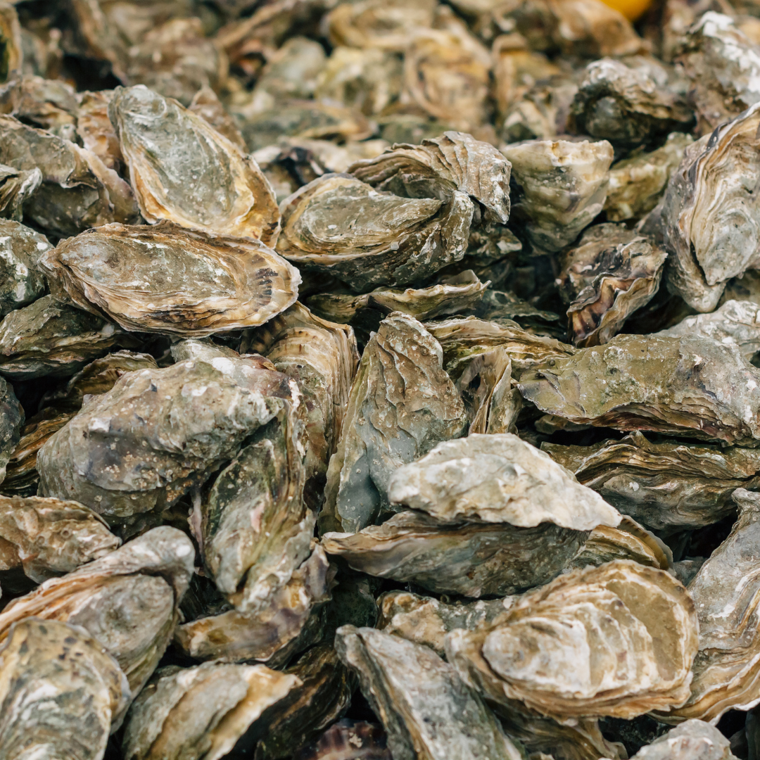 Whole Oyster (With Shell)