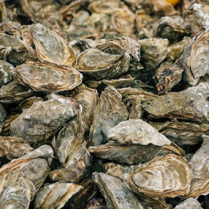 Whole Oyster (With Shell)