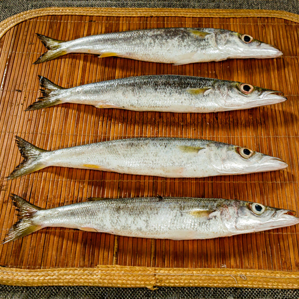 Banded Barracuda | Karai Ooli