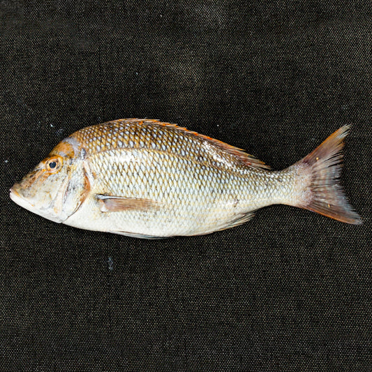Emperor Fish (Big Size) | Vilai Meen