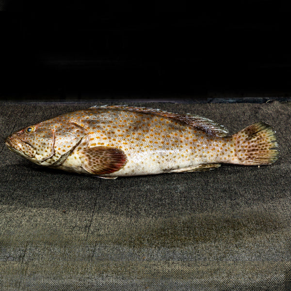 Grouper Fish | Kalava