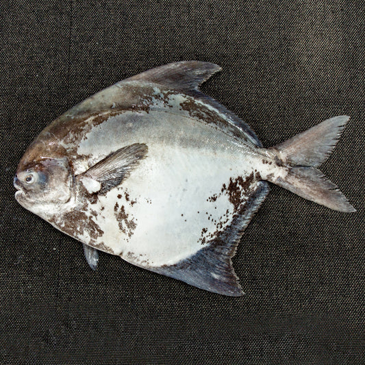 Chinese Pomfret | Vaval