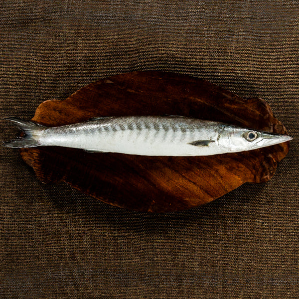 BARRACUDA | Maa Oola