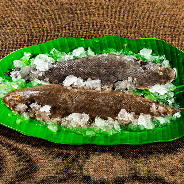 Big Sole Fish