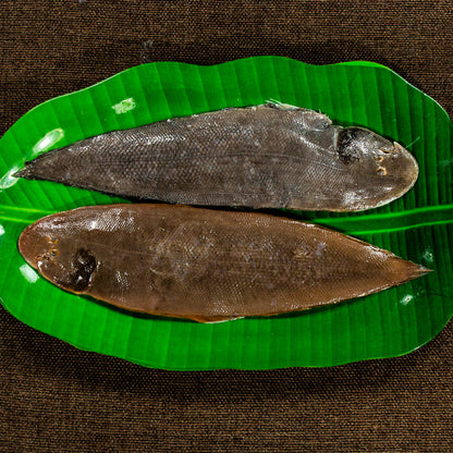 Big Sole Fish