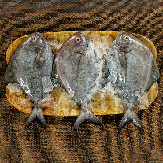 Black Pomfret (Medium Size) | Vaval