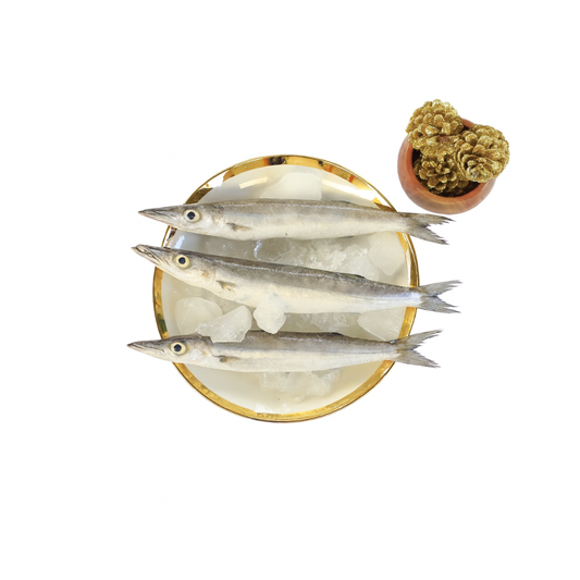 Banded Barracuda | Karai Ooli