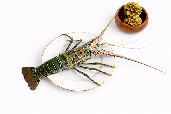 Lobster