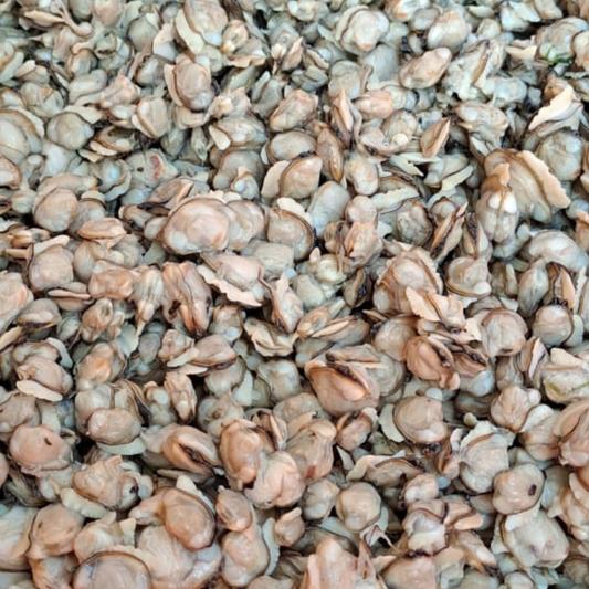 Clams meat