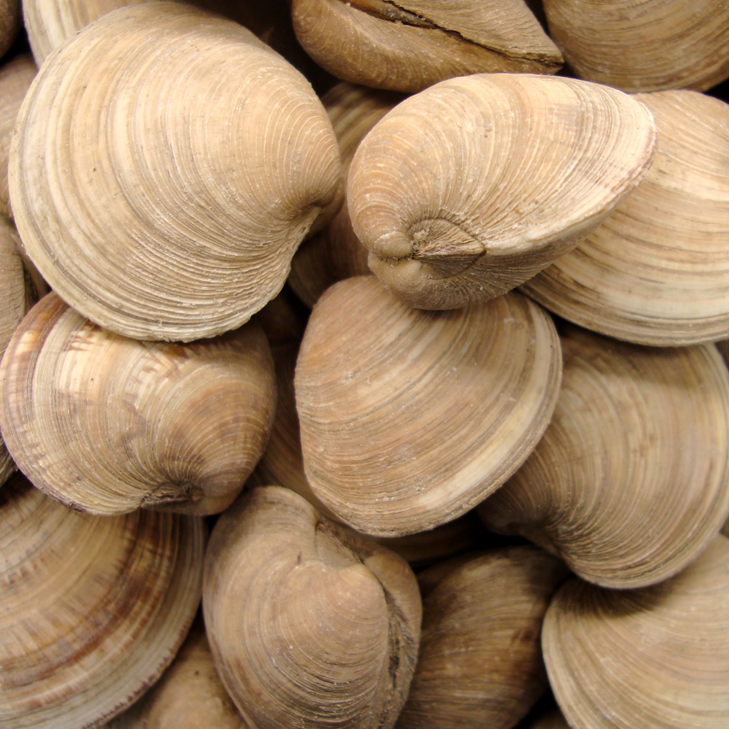 Clams meat