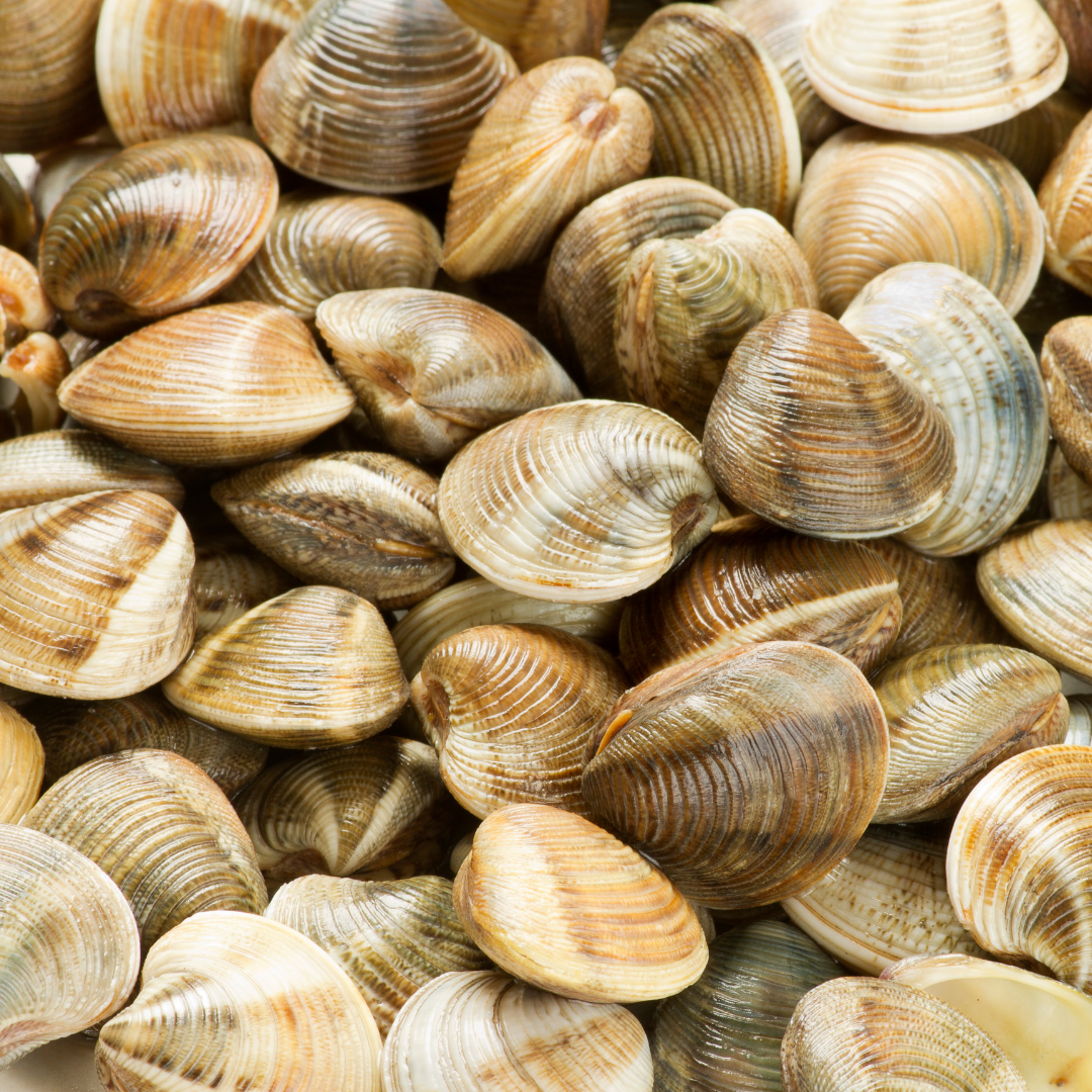 Whole Clams (With Shells)