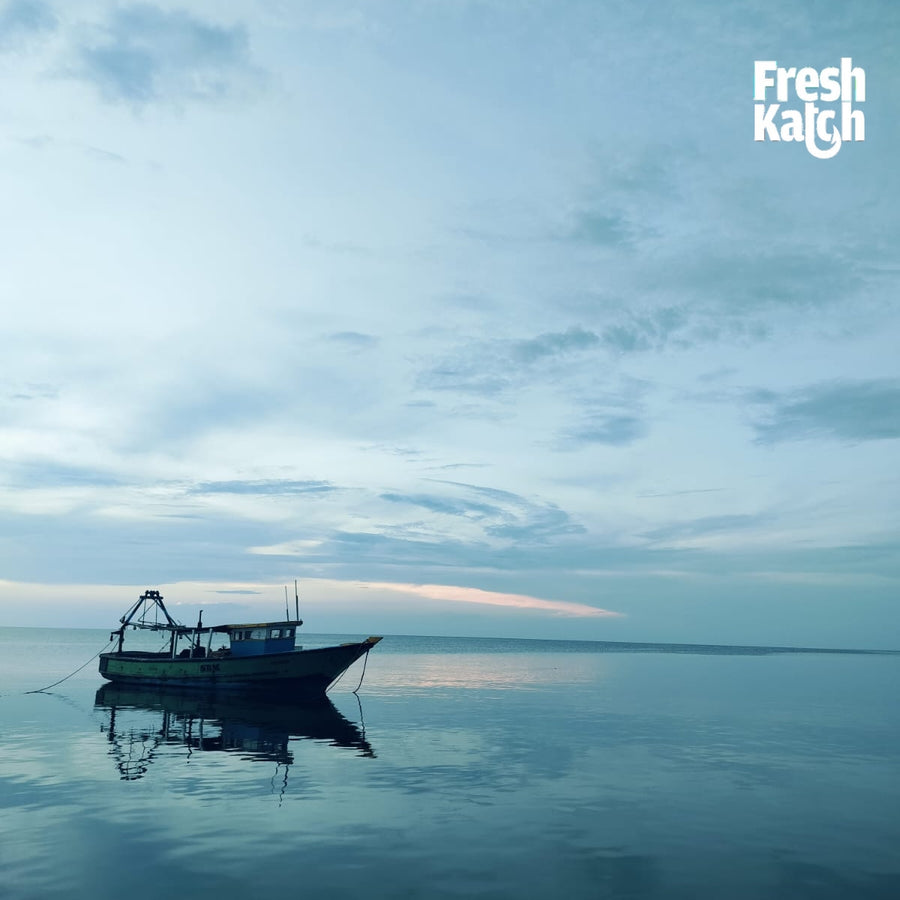 FreshKatch story image