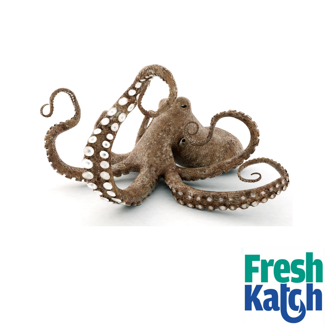 Octopus