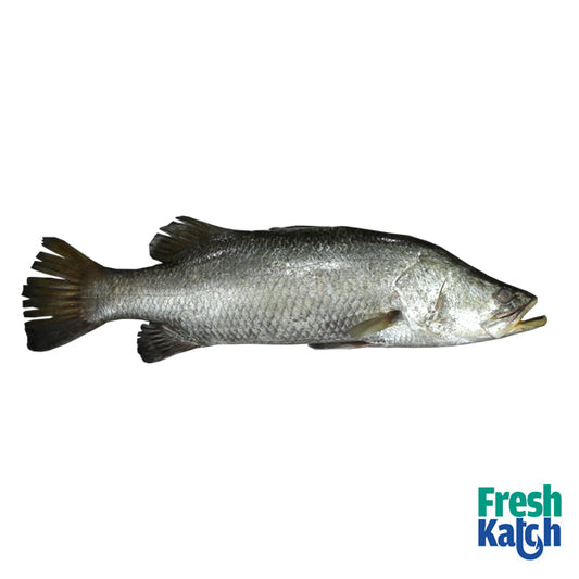 Sea Bass | Koduva