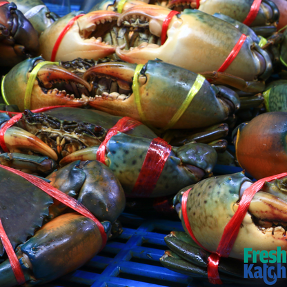 Mud Crab ( >800 gms)