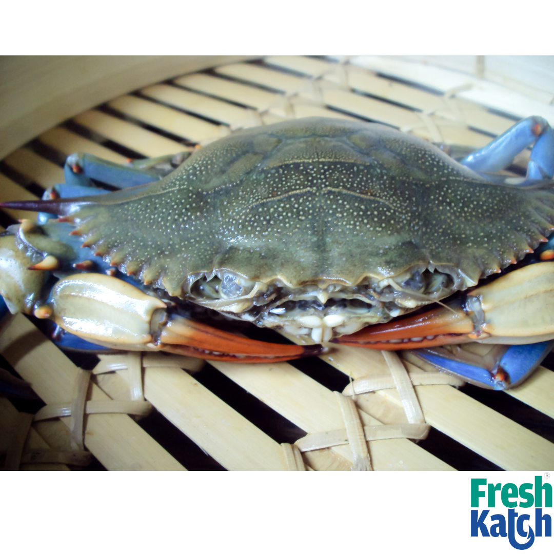 Mud Crab ( >800 gms)