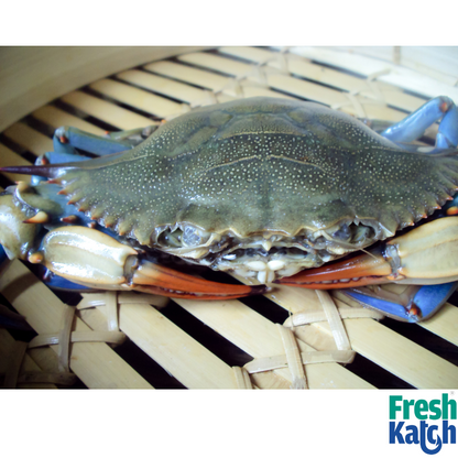 Mud Crab ( >800 gms)