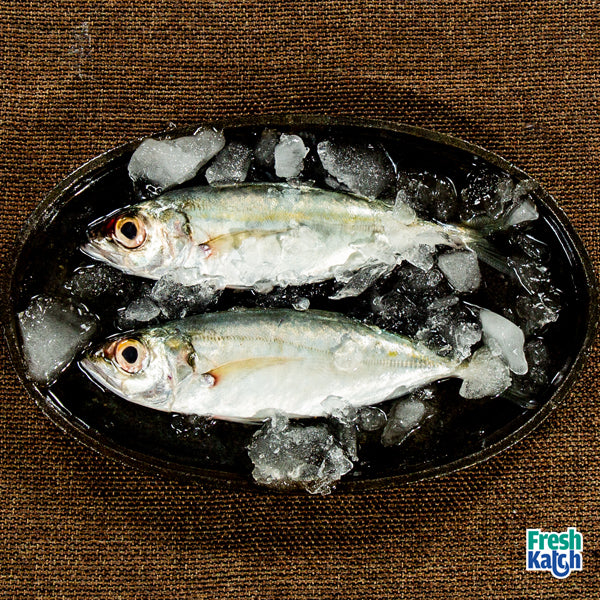 Horse Mackerel (Big Size) | Ayila