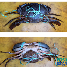 Load image into Gallery viewer, Mud Crab (&gt;500 gms)
