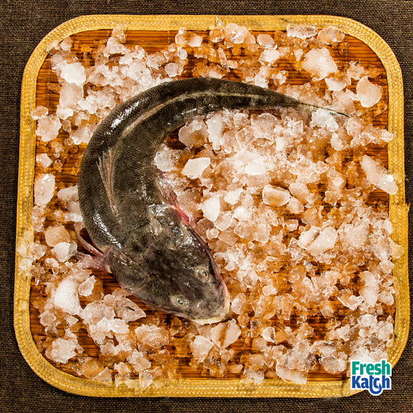 Sea Cat Fish (Small Size) | Keluthi