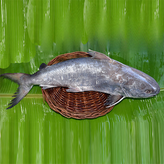 Sea Cat Fish (Big Size) | Keluthi