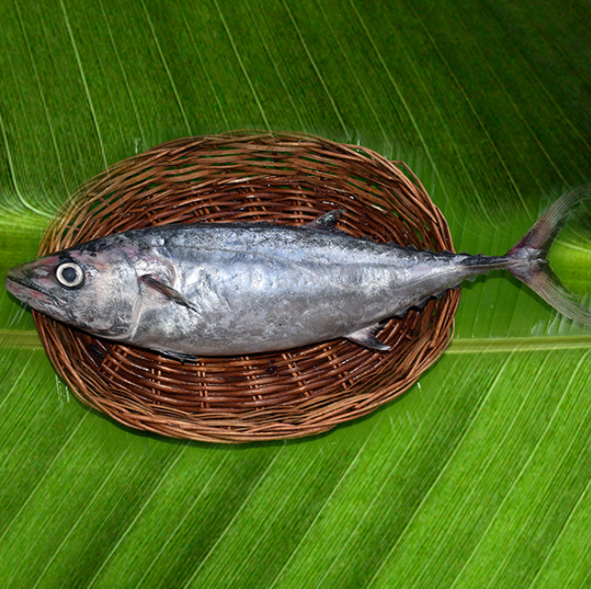 Tuna Cubes | Surai (Frozen)