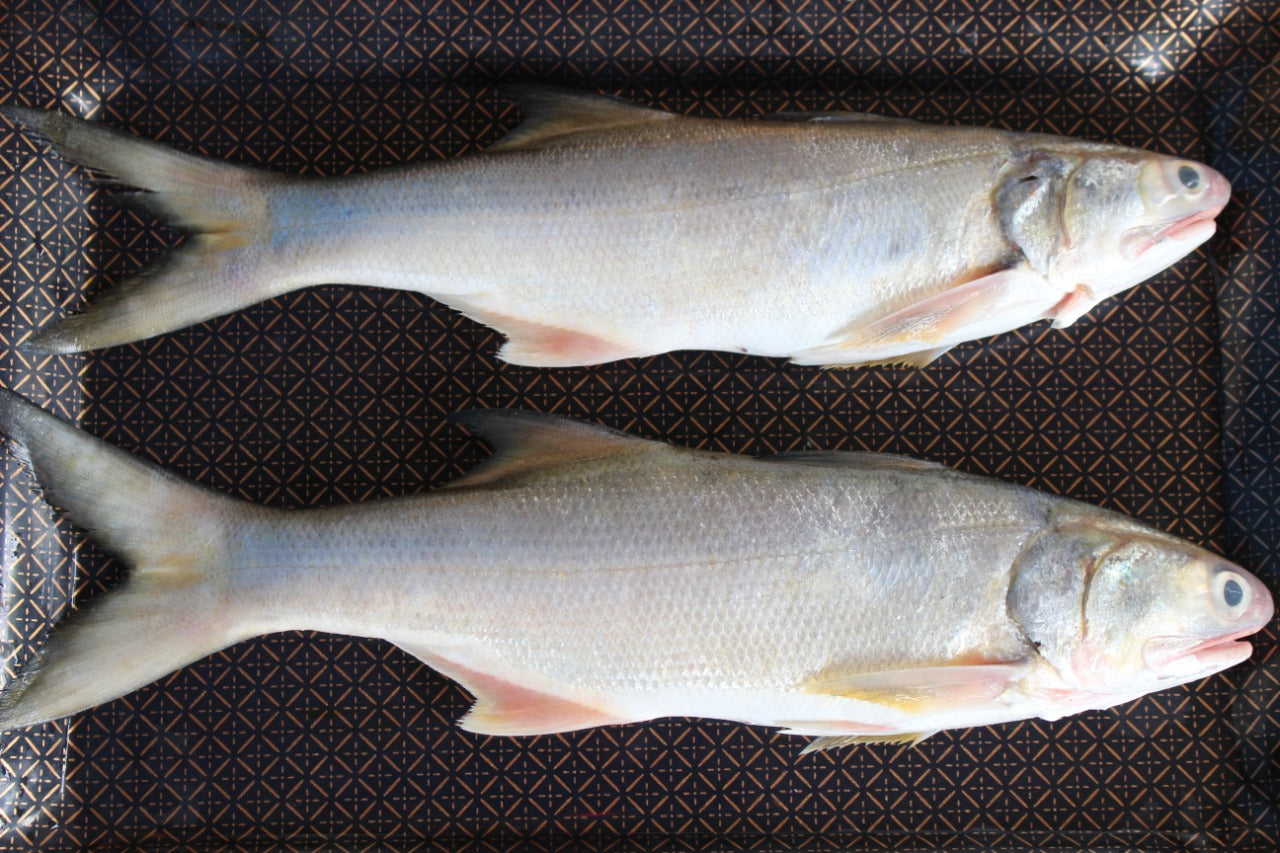 Indian Salmon Fish | Kala