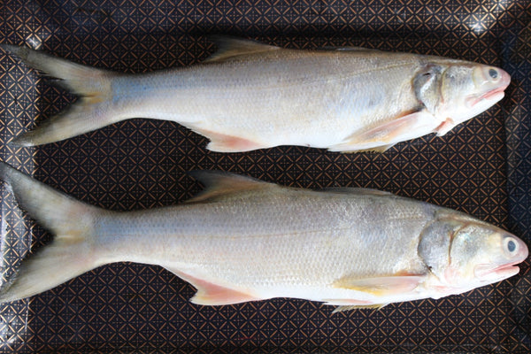 Indian Salmon Fish | Kala