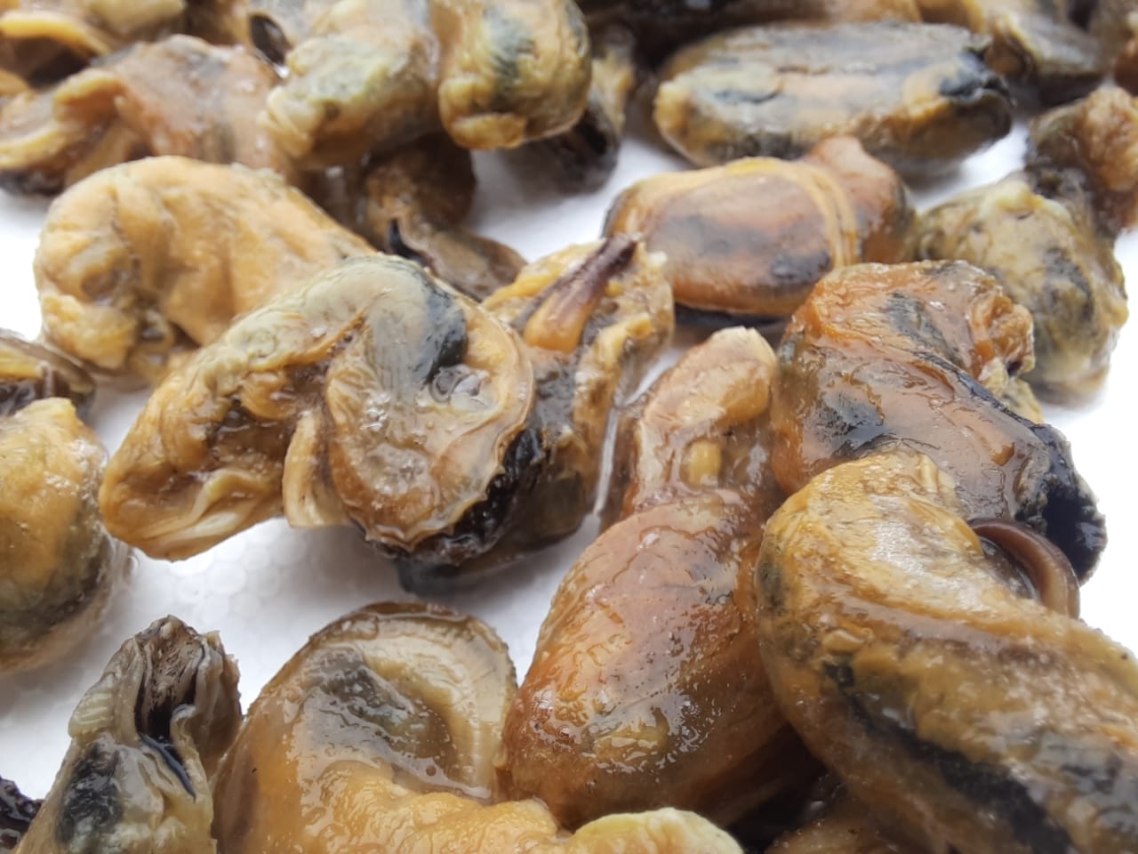 Brown Mussels meat |