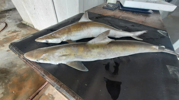 Milk Shark | Paal Sura