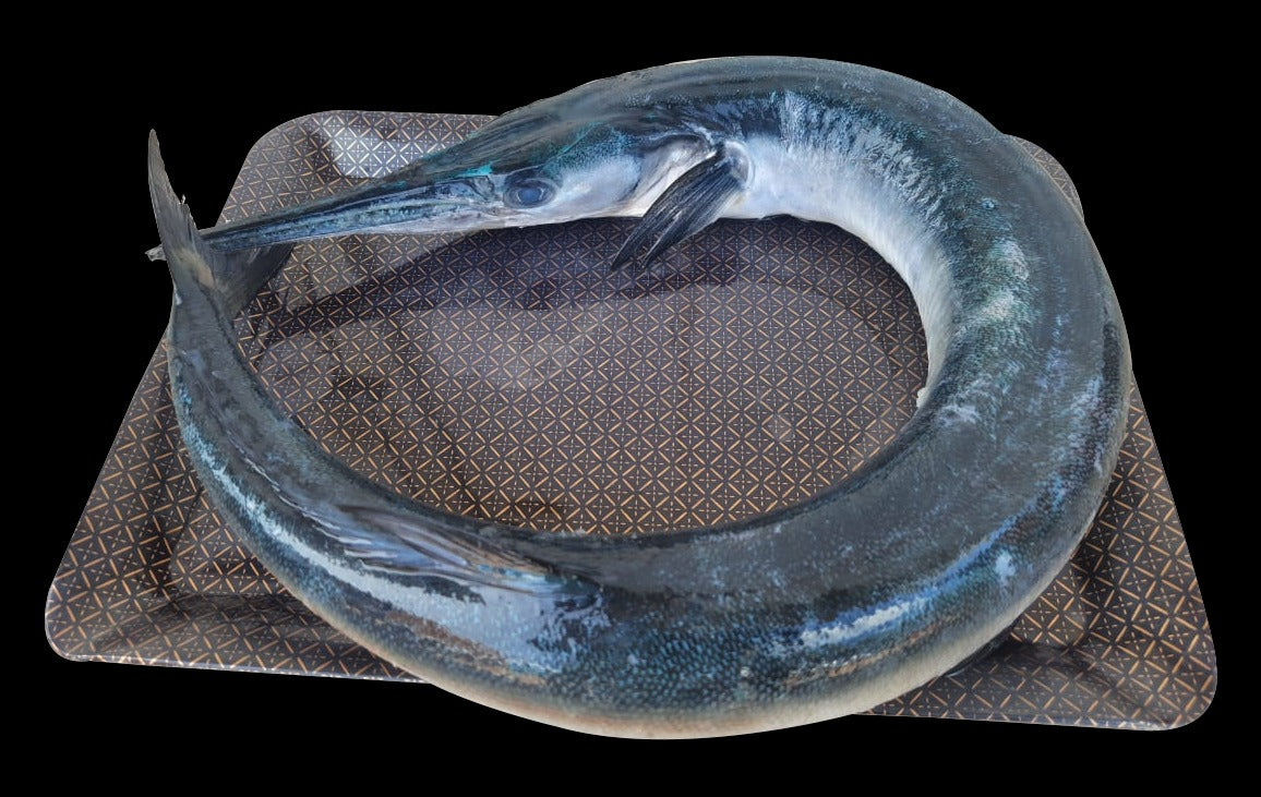 Needle fish