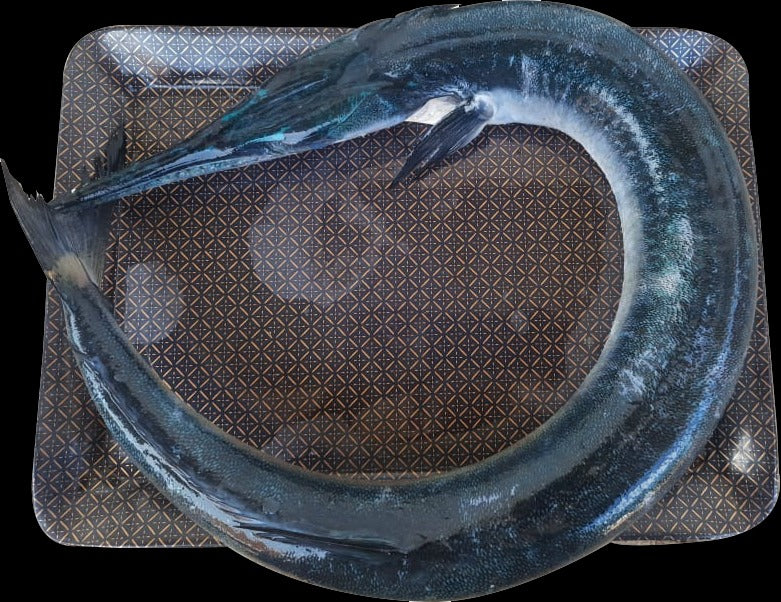 Needle fish