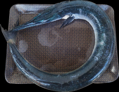 Needle fish