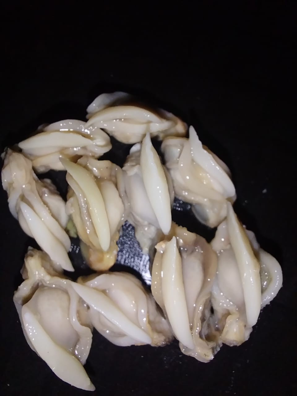 Clams meat