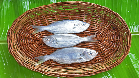 False Trevally | kuthipu