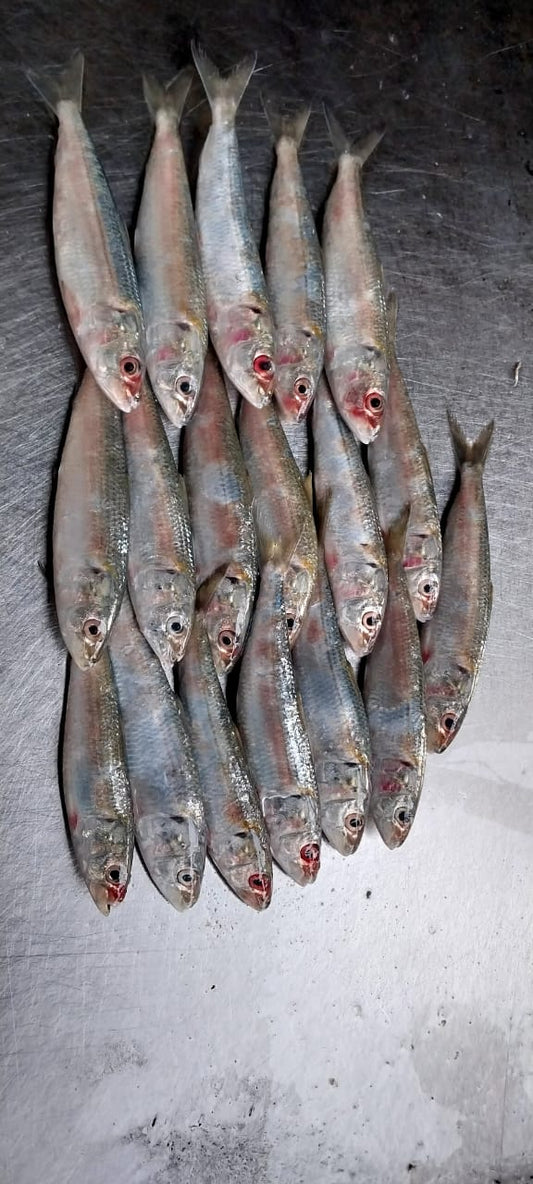Sardine (Mathi)