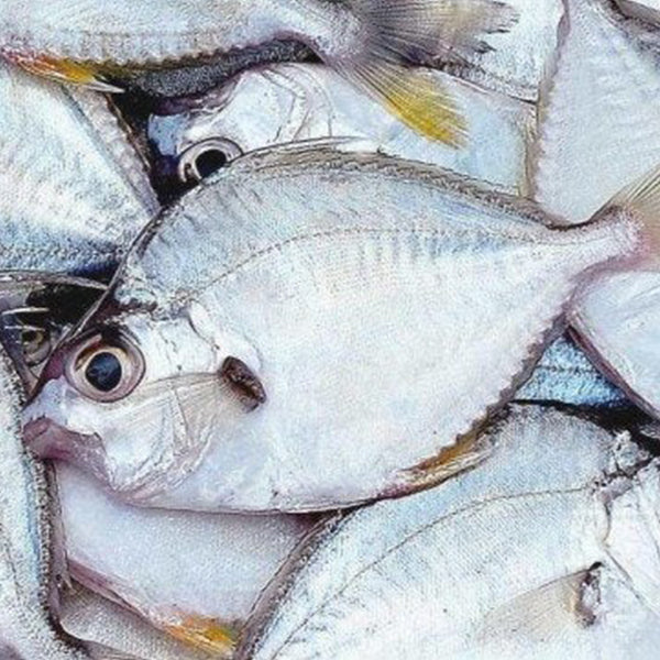 Silver Belly Fish | Kaaral
